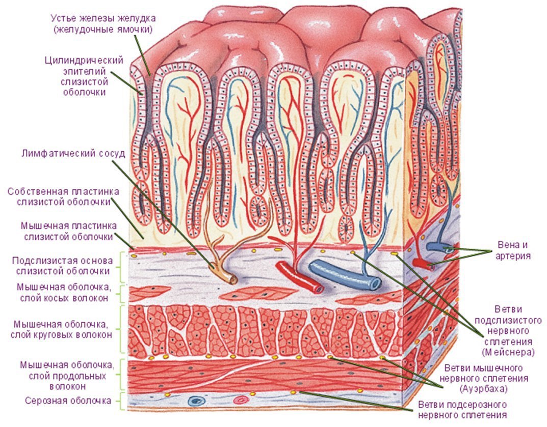 Структура слизистой оболочки желудка