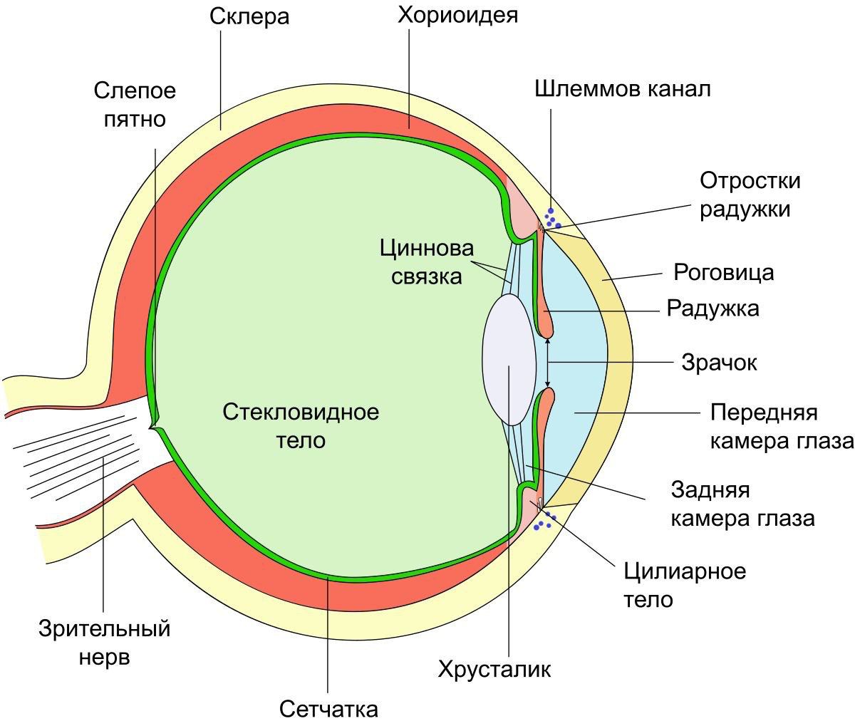 Глаз в разрезе рисунок