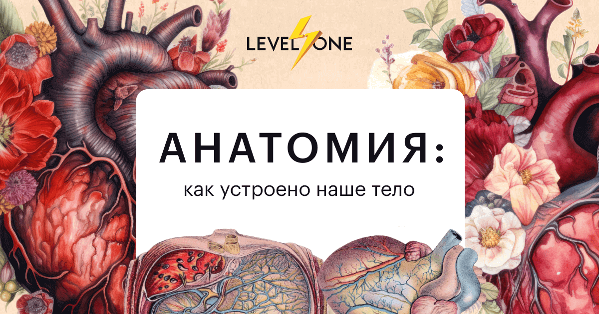 Анатомия: как устроено наше тело
